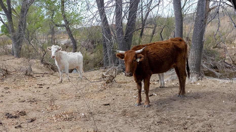 Flesh-eating screwworm found in Texas calf as ranchers brace for possible spread