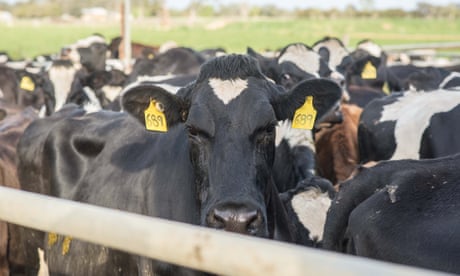 NSW laws criminalising secret recordings of animal cruelty ?too great a burden on speech?, high court hears