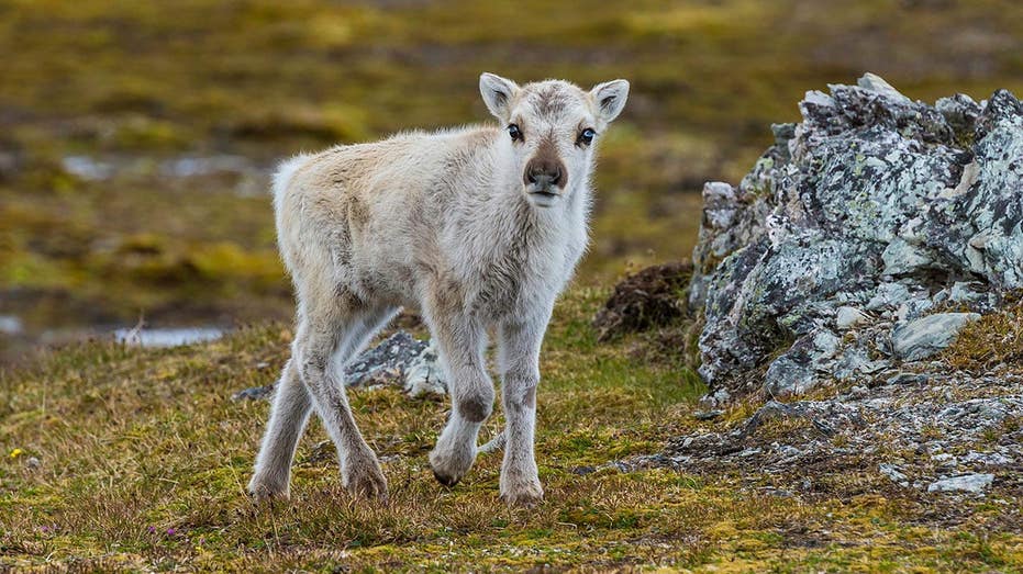 Prepare yourself for a look at a rare albino caribou calf photographed possibly for the first time
